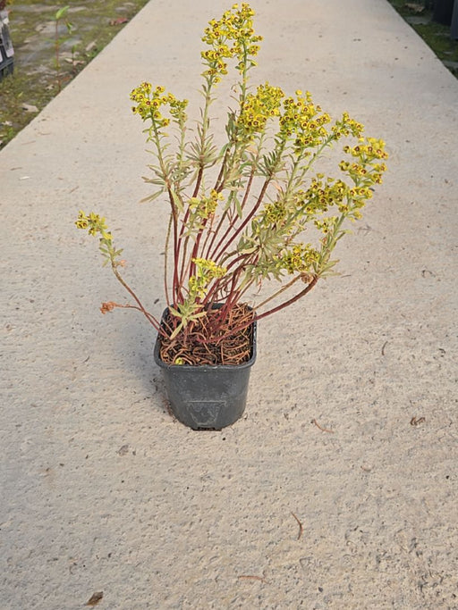 Euphorbia Ascot Rainbow 2 Litre Pot