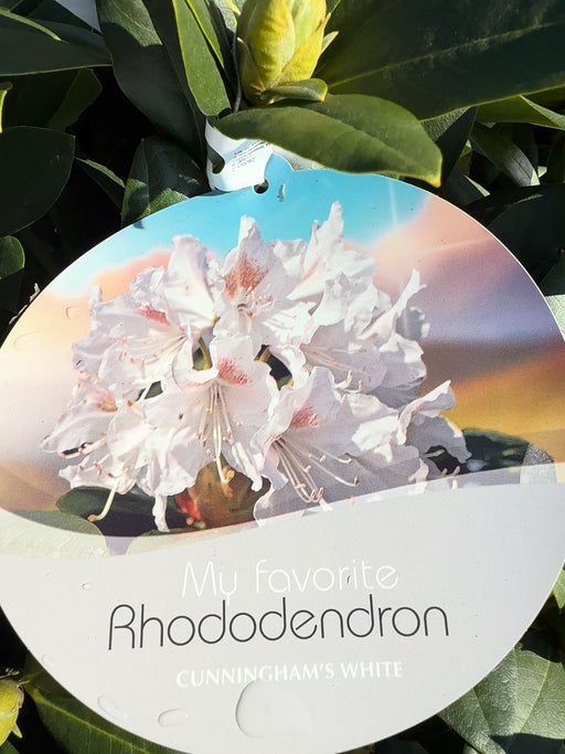 Rhododendron Hybrid Cunninghams White 25 Litre Pot 90-100cm Wide