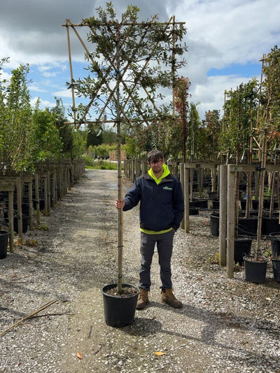 Ilex Pleached Tree