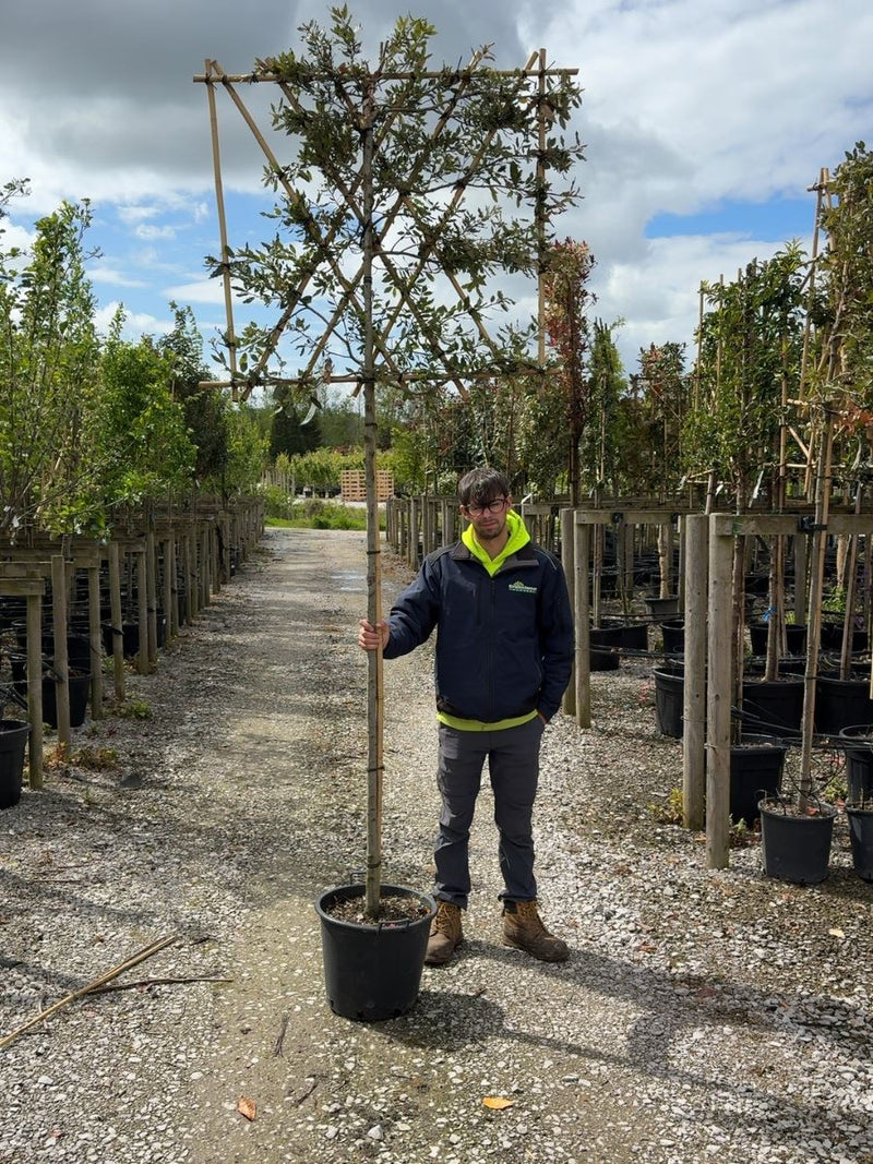 Quercus Ilex Pleached - Evergreen Oak 180cm ST 120cm x120 cm Frame