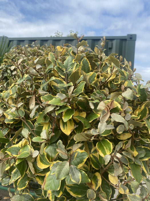 Elaeagnus x Vivileg Half Standard 20 Litre Pot
