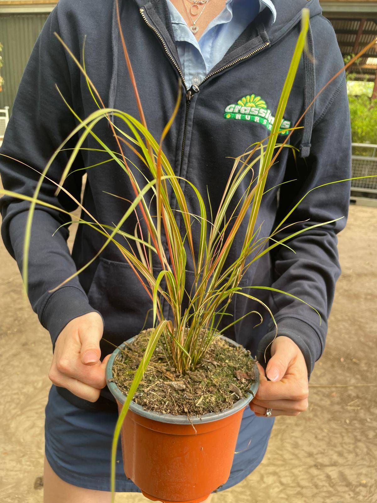 Stipa Arundinacea 2 Litre Pot