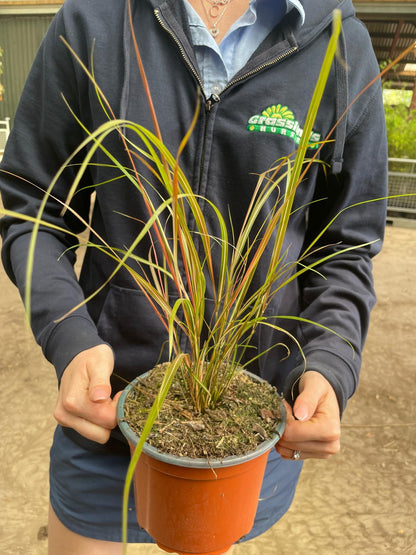 Stipa Arundinacea 2 Litre Pot