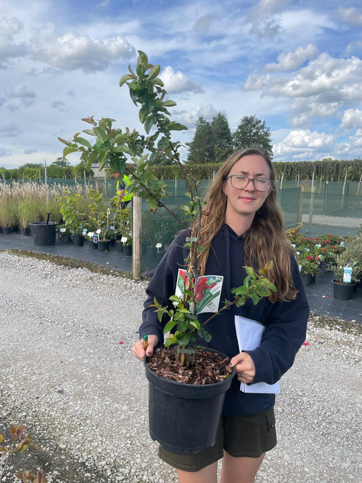 Chaenomeles speciosa Scarlet Storm 7.5 Litre Pot 60cm+