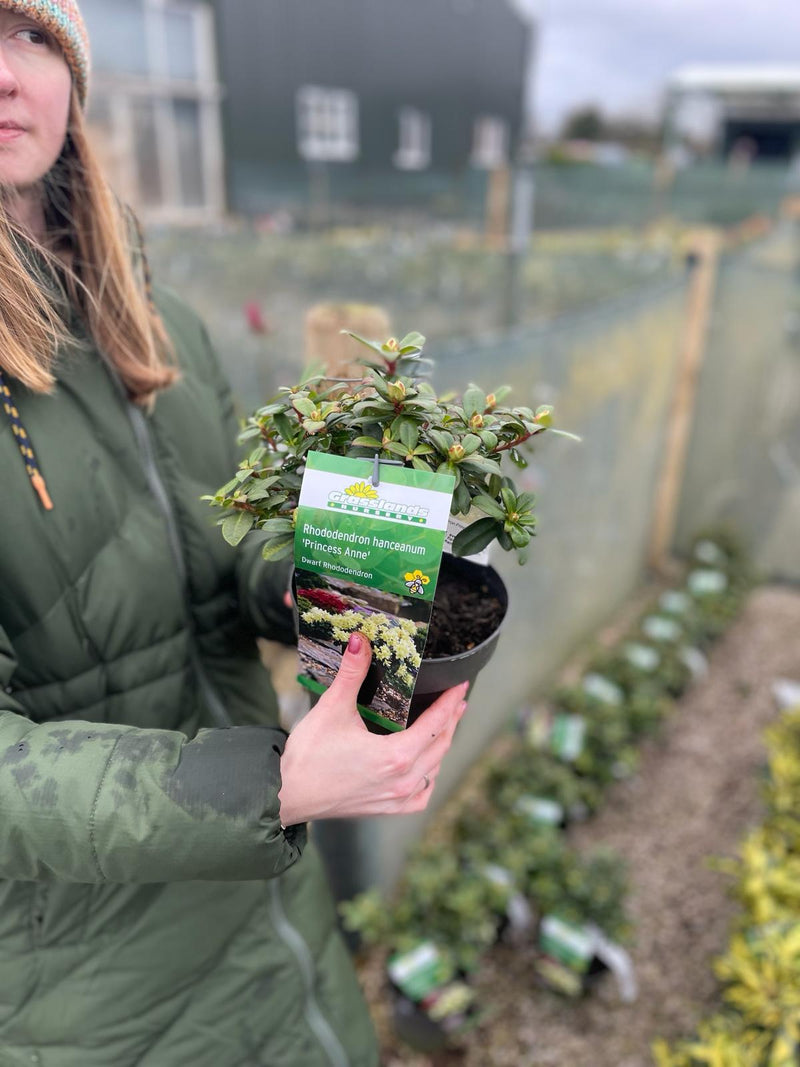Rhododendron Princess Anne 2.5 Litre Pot