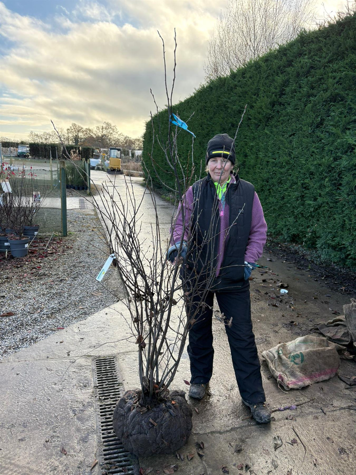 Amelanchier Lamarckii Multi Stem 150/175cm Root Ball
