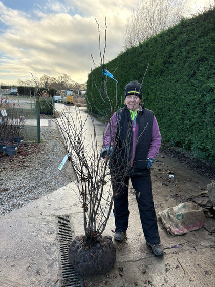 Amelanchier Lamarckii Multi Stem 150/175cm Rootballed