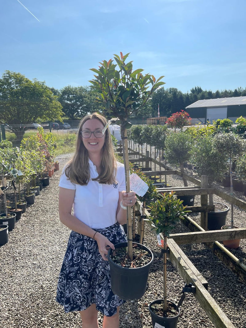 Photinia Robusta Compacta Half Standard 12 Litre Pot