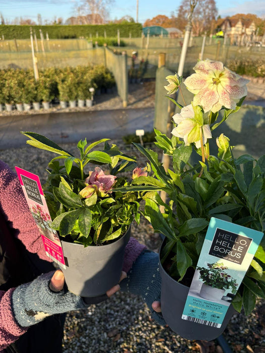 Helleborus Orientalis Mix 14cm Pot