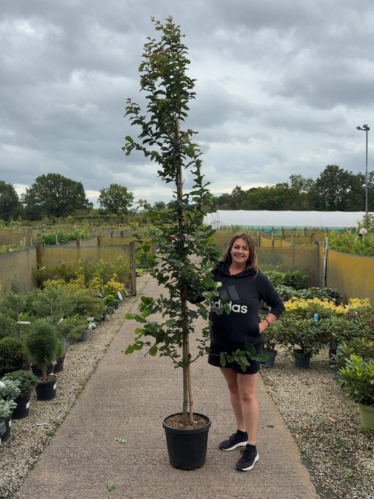 Parrotia Persica 20 Litre Pot 250/300cm
