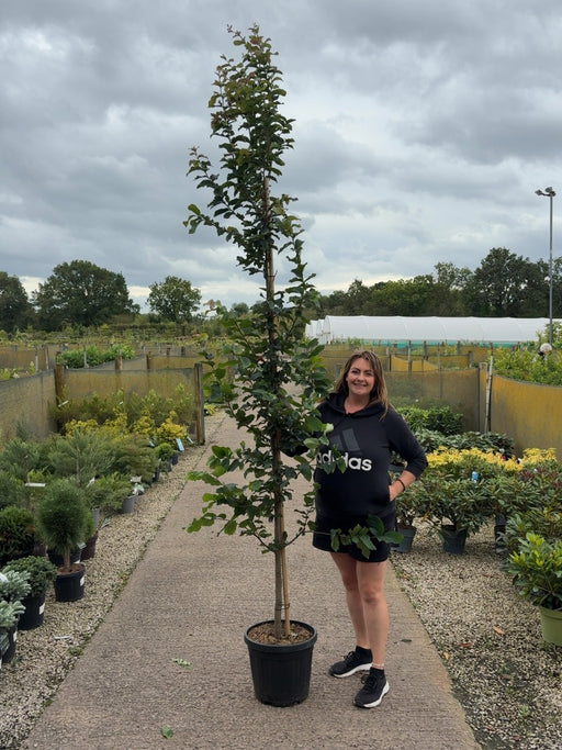 Parrotia Persica 20 Litre Pot 250/300cm