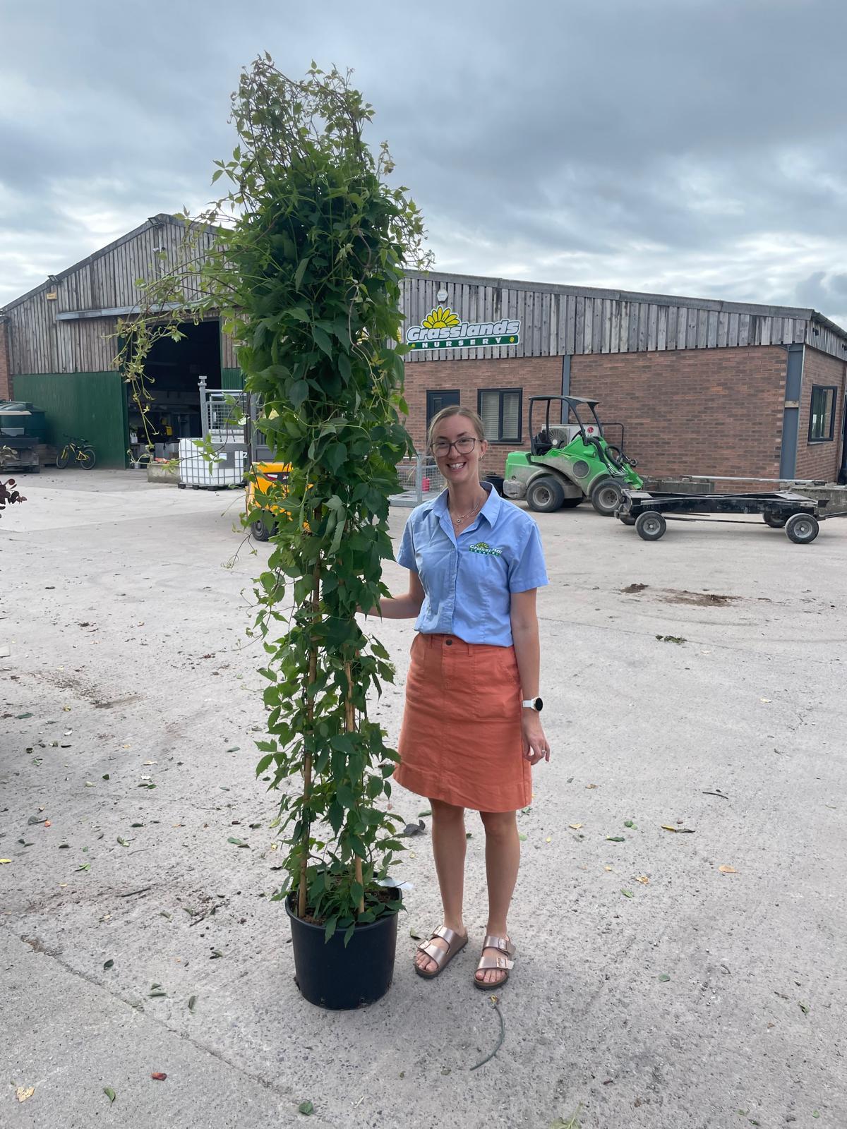 Clematis mont. Rubens 20 Litre Pot 175/200cm Tall