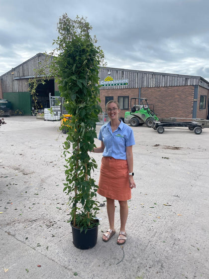 Clematis mont. Rubens 20 Litre Pot 175/200cm Tall
