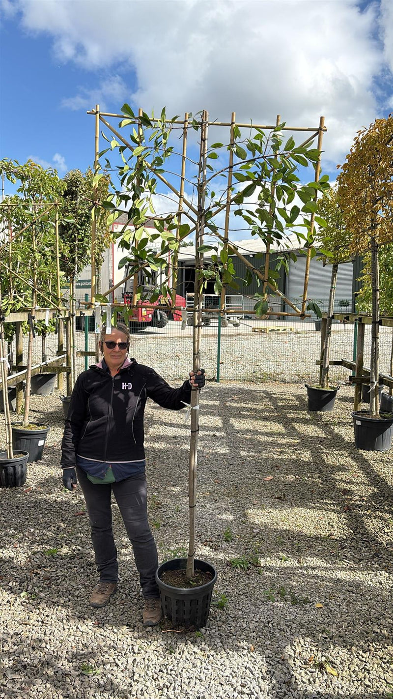 Photinia Red Robin Pleached Standard 8/10 cm G, 150cm St 100cm H x120cm W