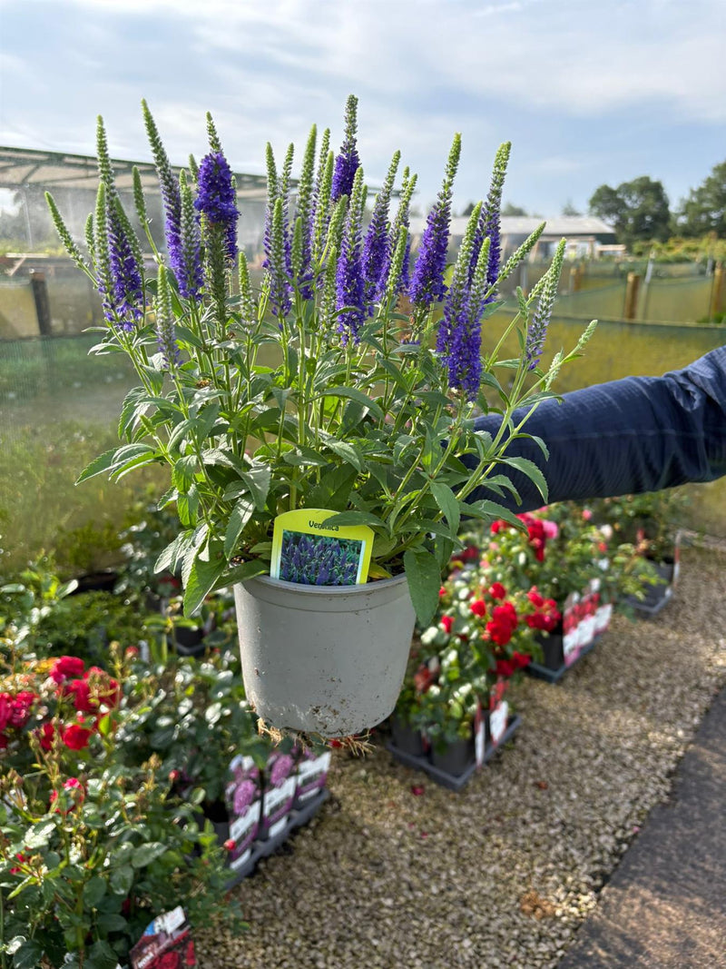 Veronica Blue 1.5 Litre Pot