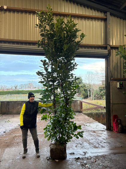 Cherry Laurel Hedging 300cm High 110 Litre Pot