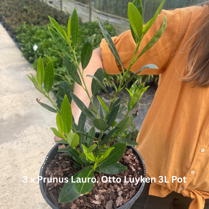 12 x Ground Cover Mixed Border Pack 2