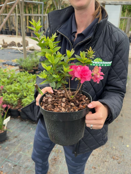 Azalea japonica Brocéliande® 'Arthur' - Japanese Azalea 3 Litre Pot