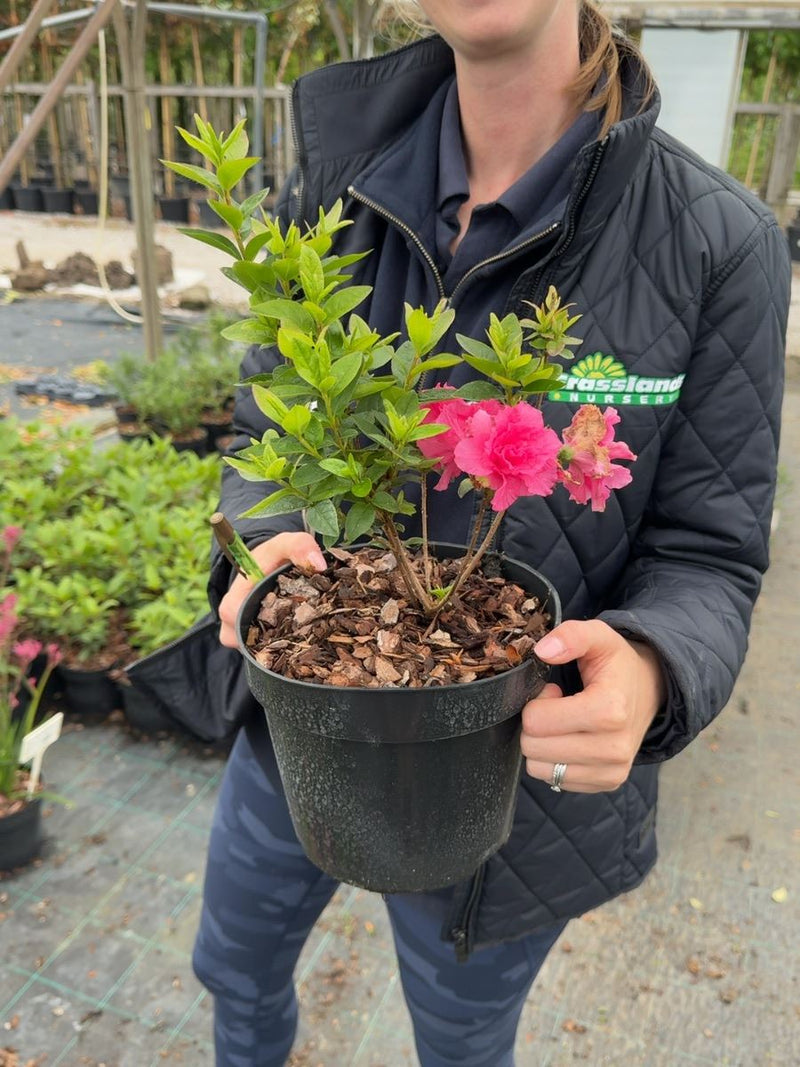 Azalea japonica Brocéliande® 'Arthur' - Japanese Azalea 3 Litre Pot