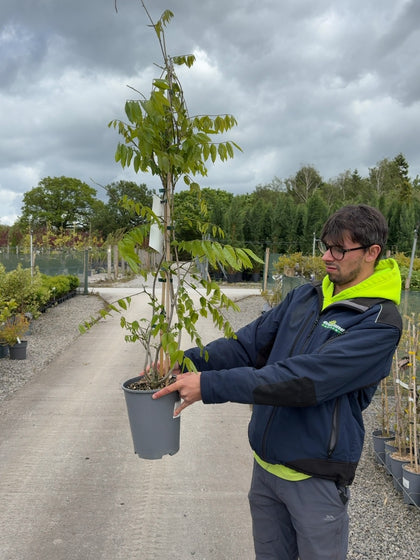 Wisteria Floribunda Rosea 4 Litre Pot
