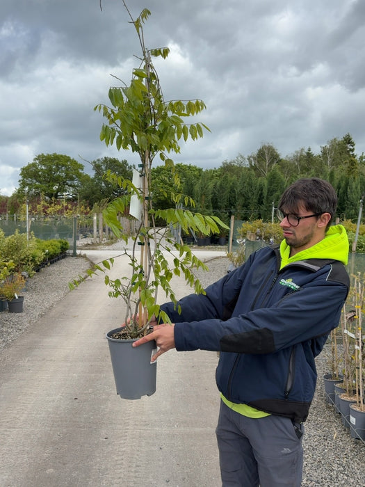 Wisteria Floribunda Rosea 4 Litre Pot