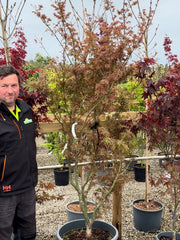 Acer Palmatum Jerre Schwartz 65 Litre Pot
