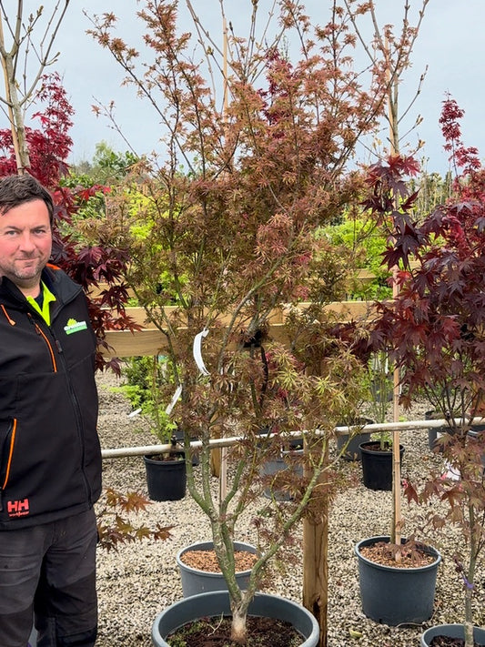 Acer Palmatum Jerre Schwartz 65 Litre Pot