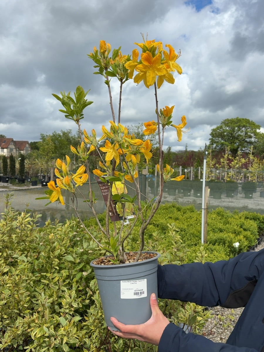 Azalea Mollis Golden Topaz 4.5 Litre Pot