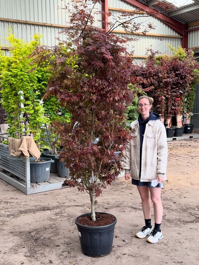 Acer palmatum Atropurpurea 40 Litre Pot