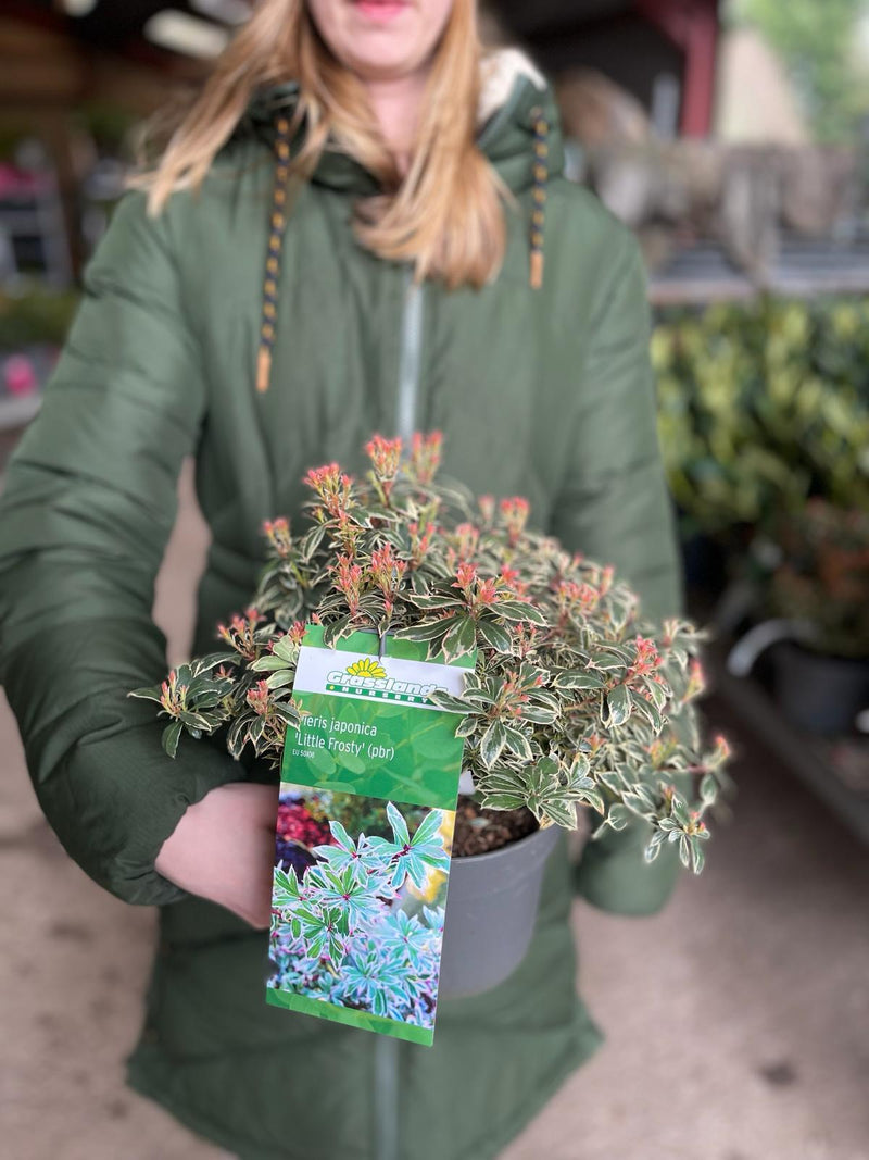 Pieris Japonica Little Frosty 2.5 Litre Pot