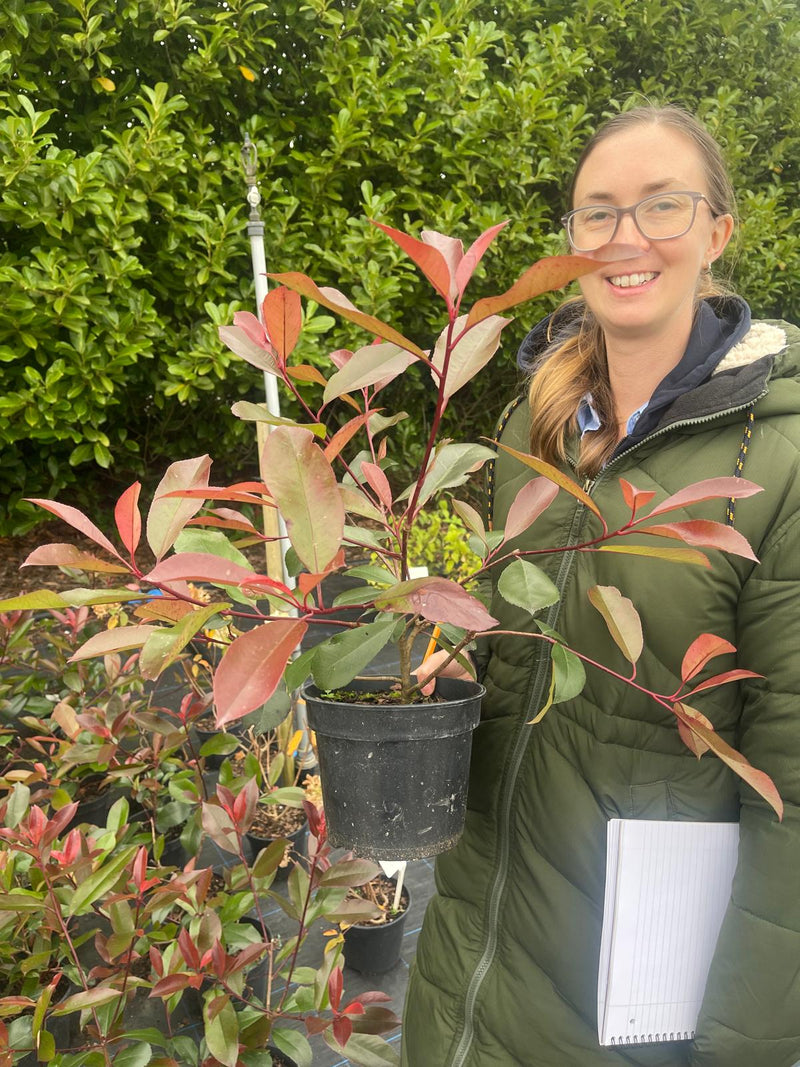 Photinia Red Robin 3 Litre Pot