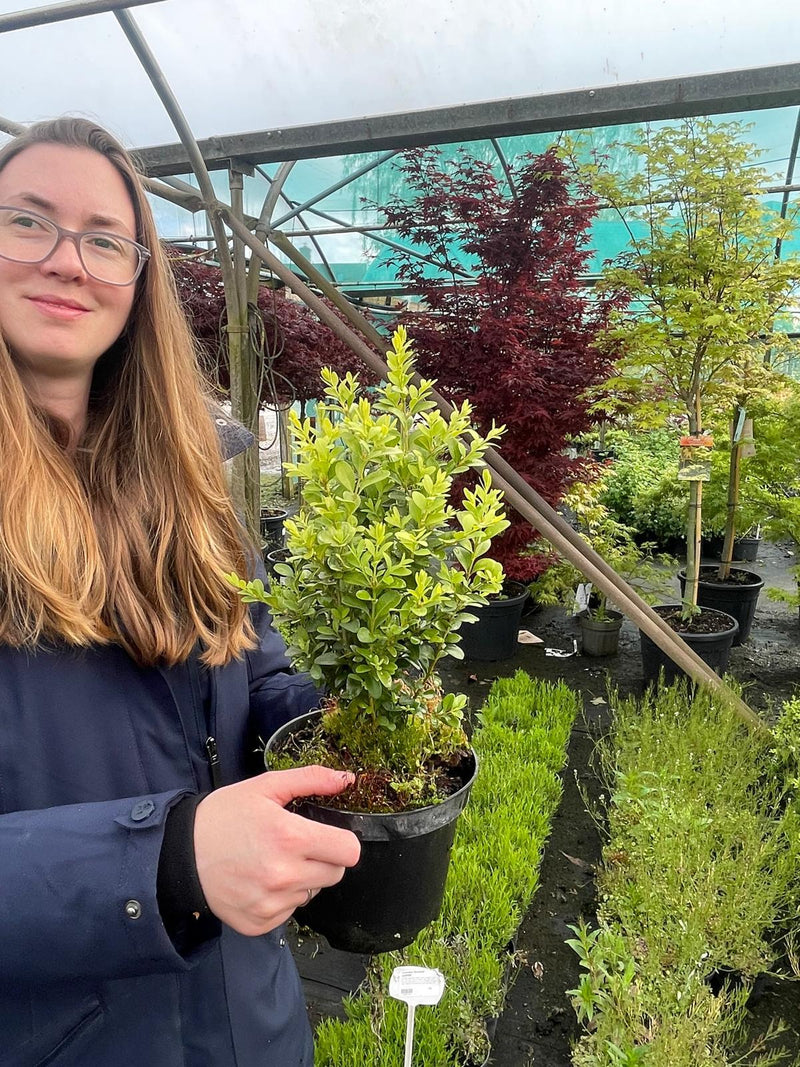 Box Hedging 15/20cm 1.5 Litre Pot
