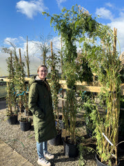 Clianthus puniceus White Heron 20 Litre Pot 175/200cm Tall