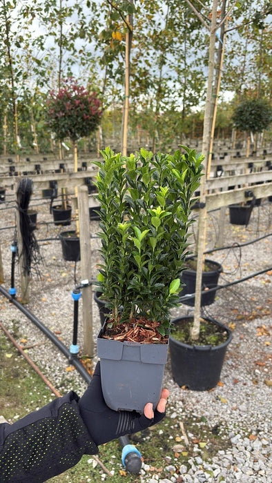 Euonymus Jap. Green Spire 13cm Pot 30cm