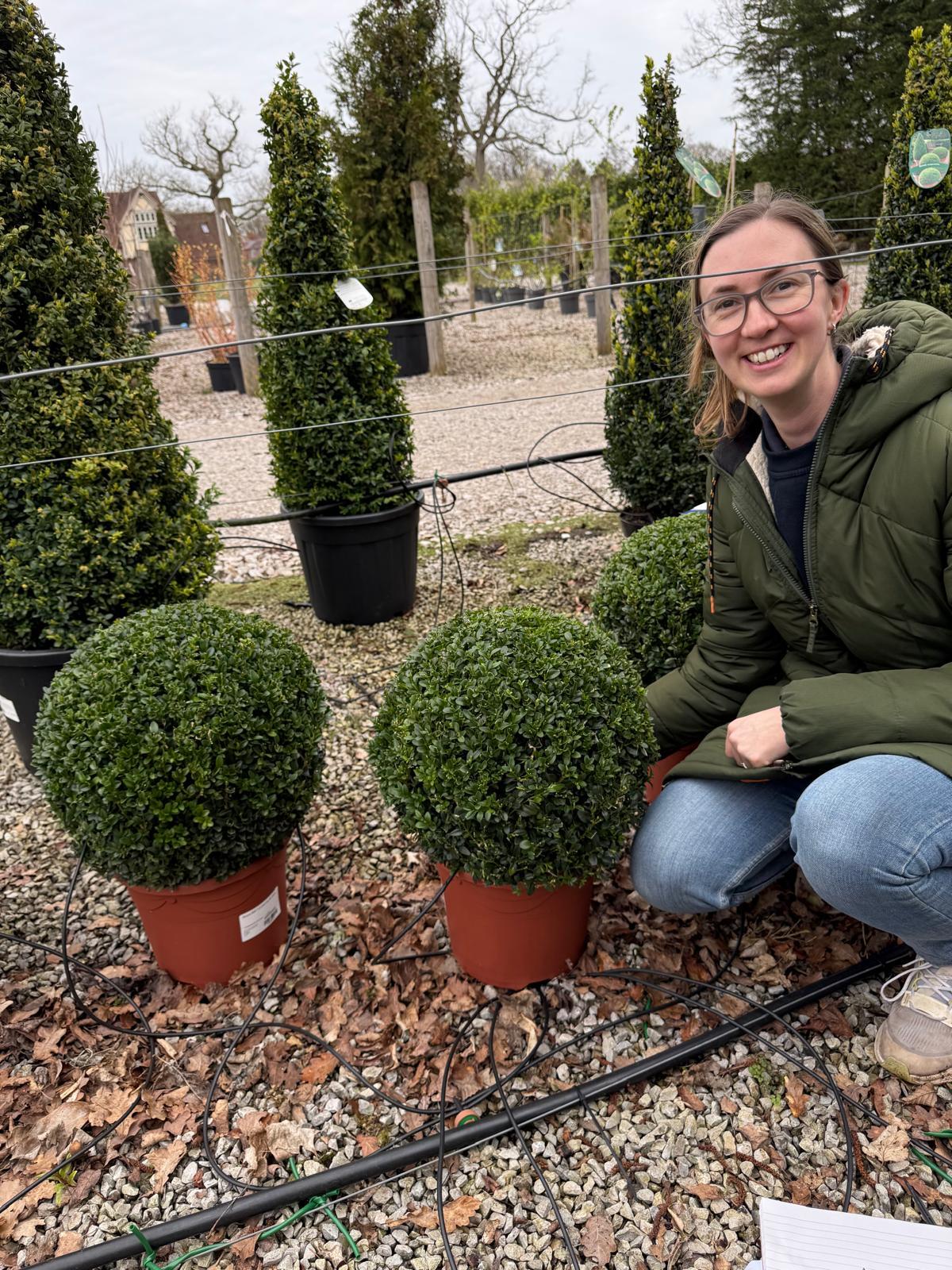 Buxus Ball 8 Litre Pot 35cm
