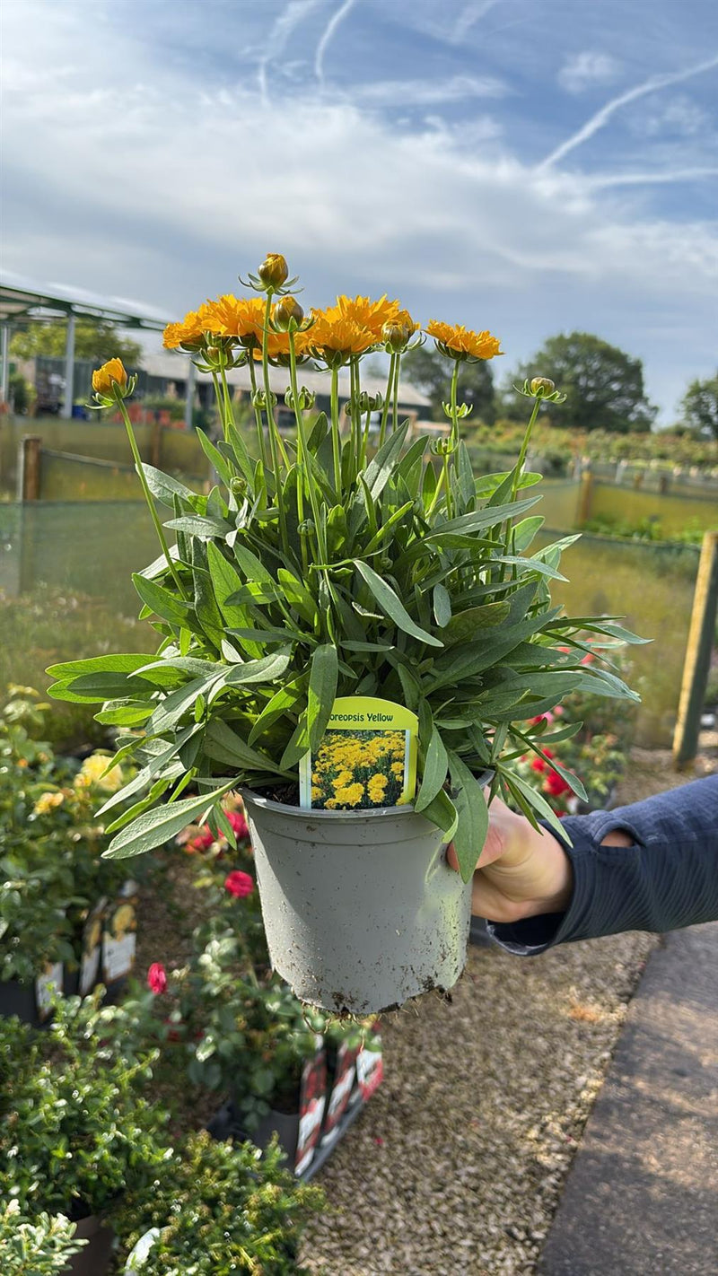 Coreopsis Presto 1.5 Litre Pot