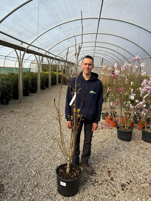 Magnolia Daphne 20 Litre Pot 125/150cm