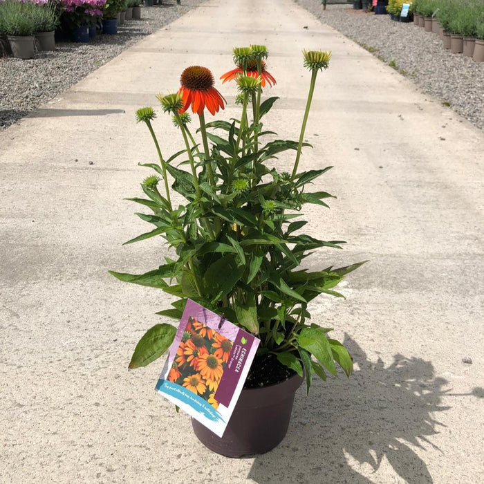 Echinacea Purpurea Lakota Orange 5 Litre Pot