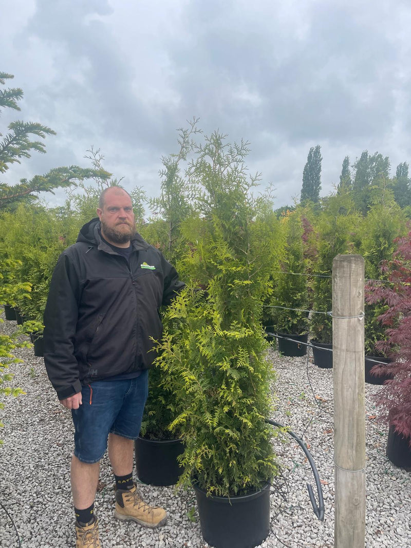 Thuja Brabant 190/200 cm 30 Litre Pot — Grasslands Nursery