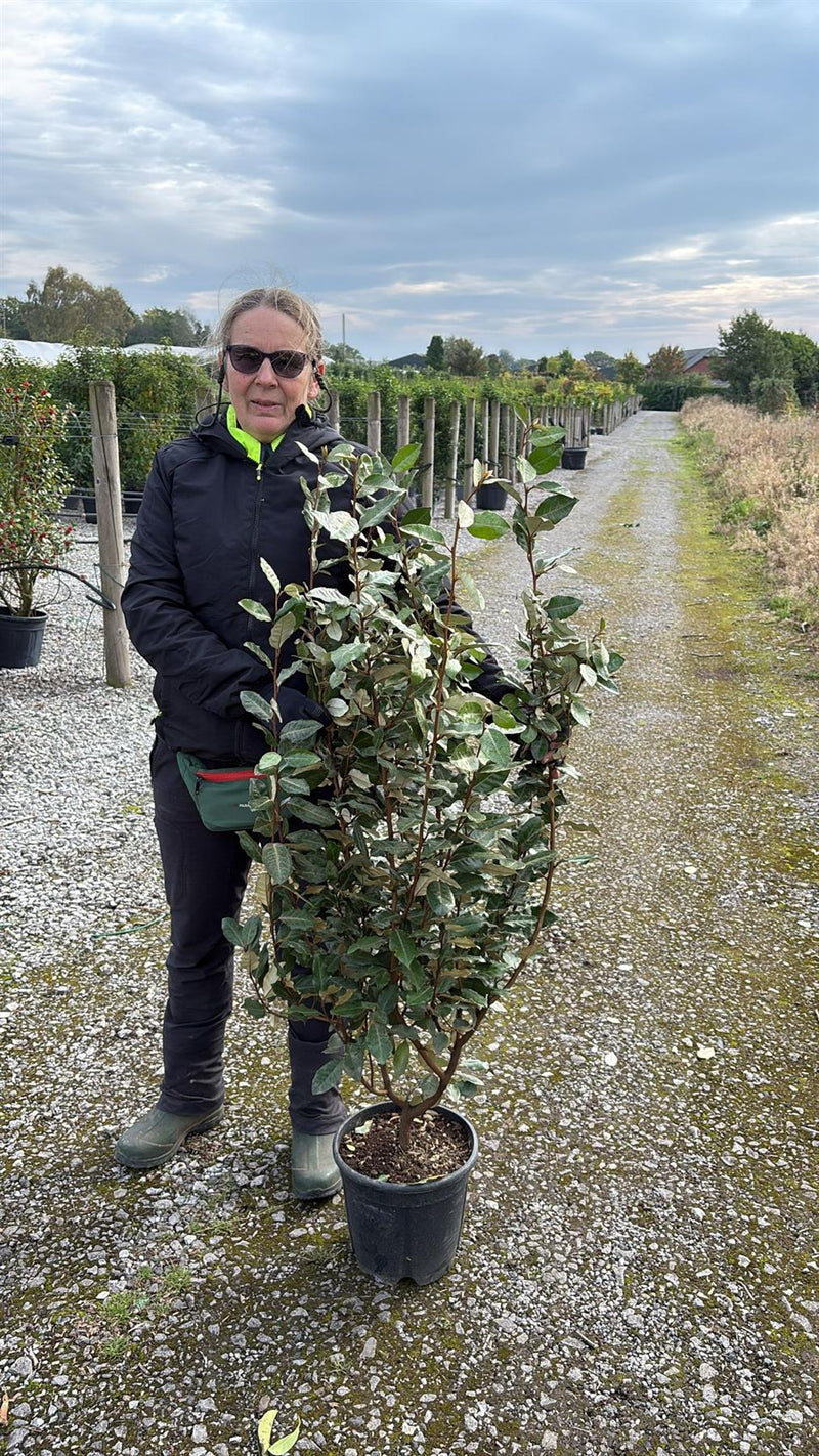 Elaeagnus x Ebbingei Compacta 9 Litre Pot 120/135cm