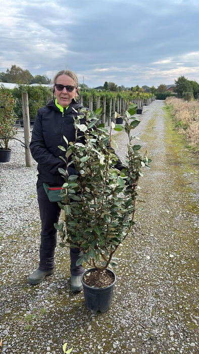 Elaeagnus x Ebbingei Compacta 9 Litre Pot