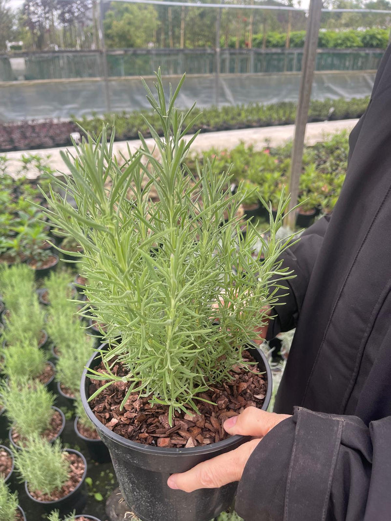 Lavender st Papillon 3 Litre Pot Pot
