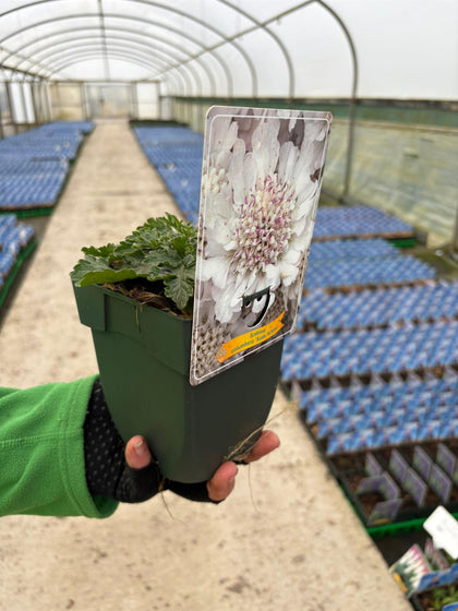 Scabiosa Kudo White  11cm Pot