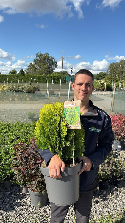 Thuja Occ. Aurea Nana 12 Litre Pot