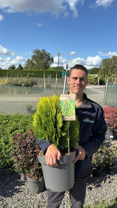 Thuja Occ. Aurea Nana 12 Litre Pot