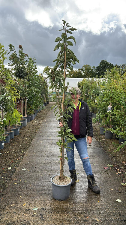Prunus Serrulata Amanogawa 15 Litre Pot