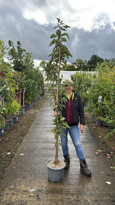 Prunus Serrulata Amanogawa 15 Litre Pot