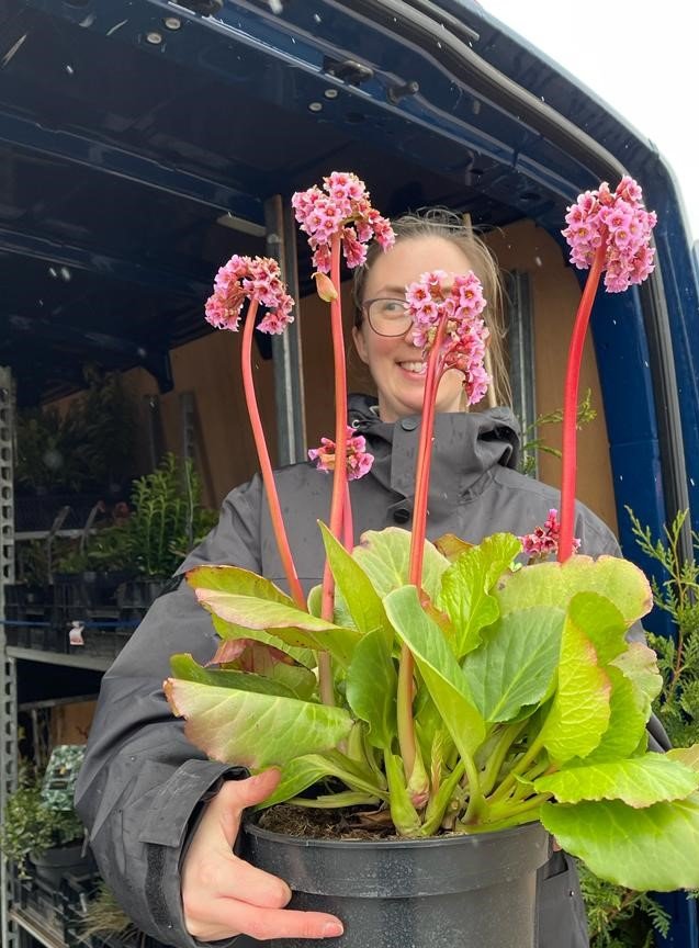 Bergenia Cordifolia 5 Litre Pot