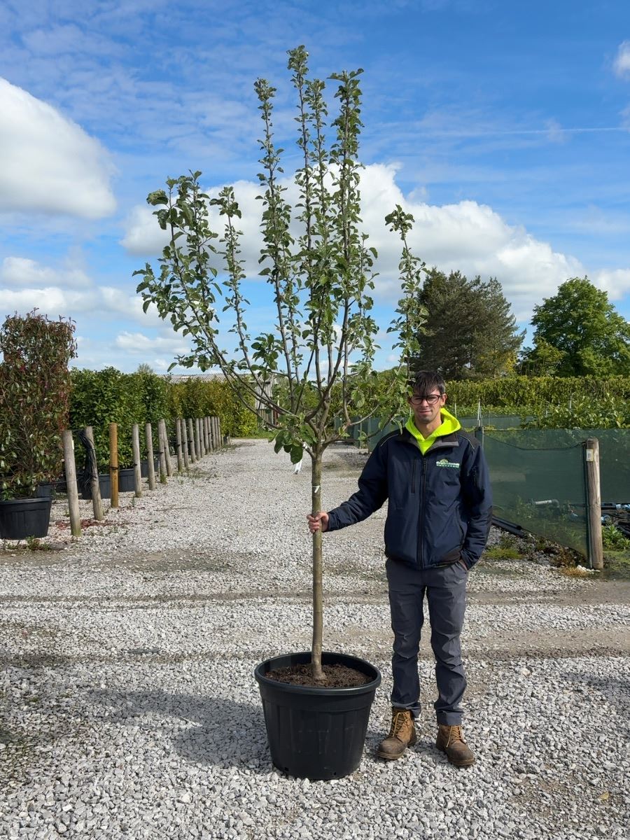 Apple Bramleys Seedling Half Standard 12/14cm Girth
