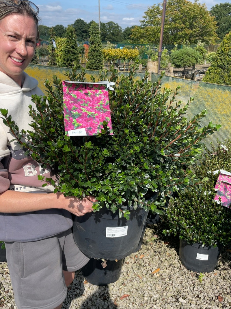 Azalea Japonica Amoena 20 Litre Pot Specimen